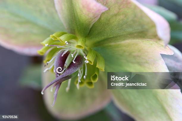 Helleborus Niger Stock Photo - Download Image Now - Black Hellebore, Botany, Bouquet