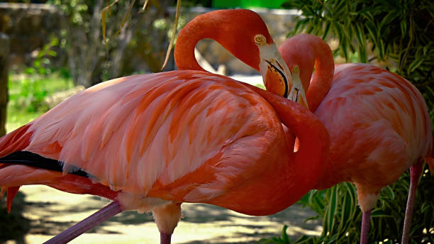 Pink flamingo close-up