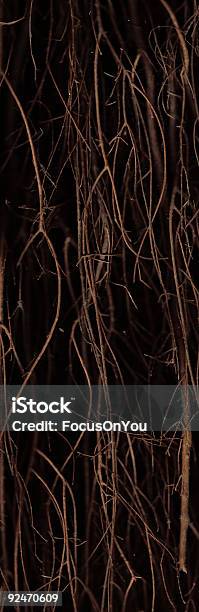 Torcido Por Pequenos Ramos - Fotografias de stock e mais imagens de Casca de árvore - Casca de árvore, Castanho, Cor preta