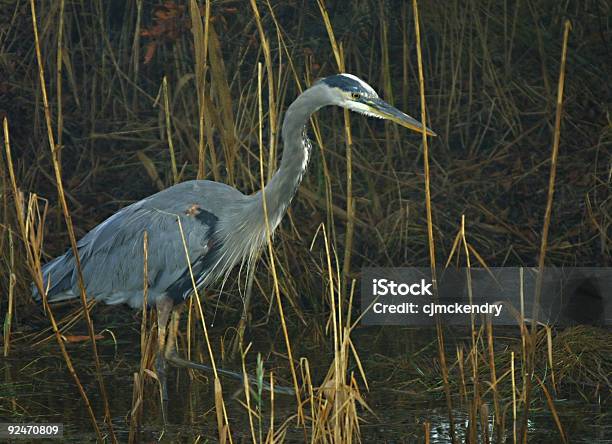 Great Blue Heron Stockfoto und mehr Bilder von Aquatisches Lebewesen - Aquatisches Lebewesen, Blau, Bunter Reiher