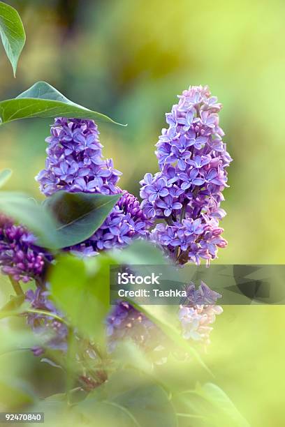 Lilak Flower - zdjęcia stockowe i więcej obrazów Aromaterapia - Aromaterapia, Bez ludzi, Botanika