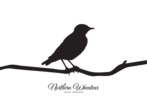 Vector illustration: Silhouette of Northern Wheatear sitting on a dry branch.