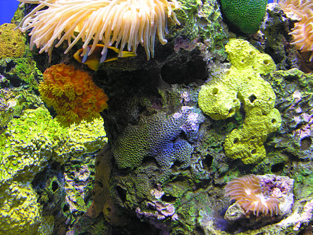 istock Coral and Sea Anemone 92470965