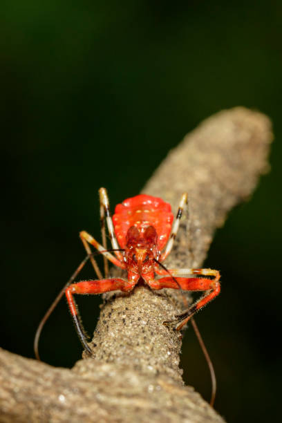 istock Image of Assassin Bug (Zelus longipes) on dry branches. Insect. Animal. 924709876