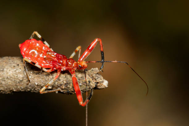istock Image of Assassin Bug (Zelus longipes) on dry branches. Insect. Animal. 924709884