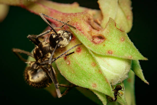 istock Image of an ant (Polyrhachis dives) on green leaf. Insect. Animal. 924709888