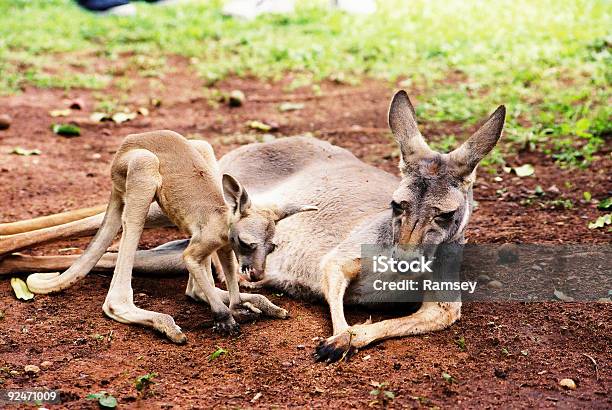 Photo libre de droit de Bébé Et Maman Kangourou banque d'images et plus d'images libres de droit de Kangourou - Kangourou, Mince, Animaux en captivité