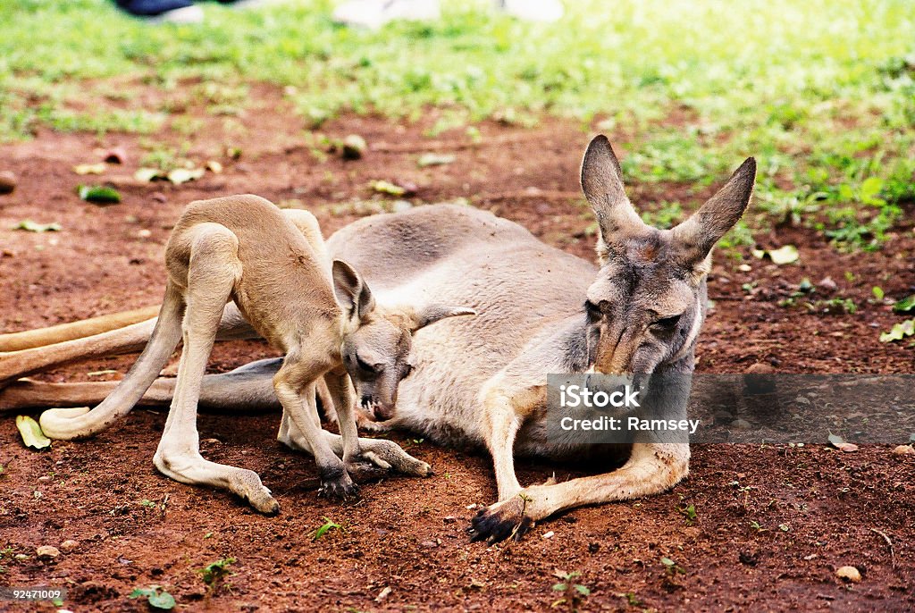 Bambino e madre a marsupio - Foto stock royalty-free di Canguro