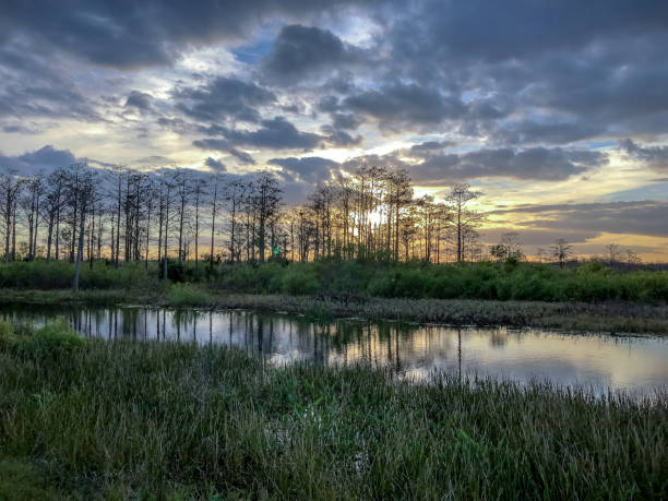 istock sunset in the swamp 924710124