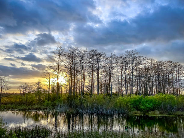 istock sunset in the swamp 924710200