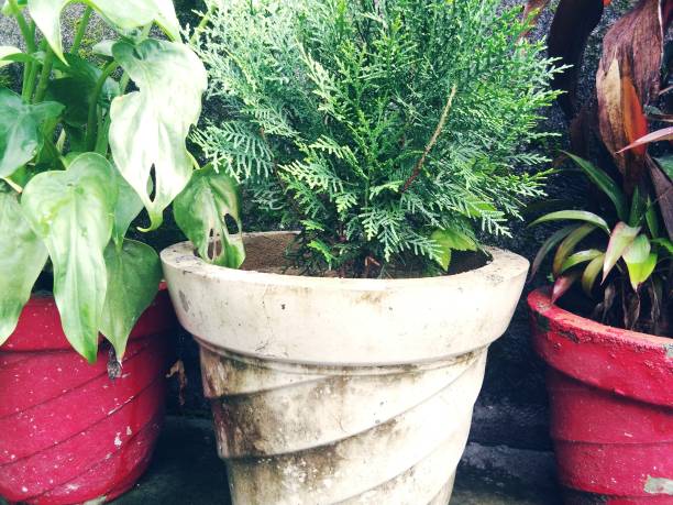 istock Pot in the garden 924710286