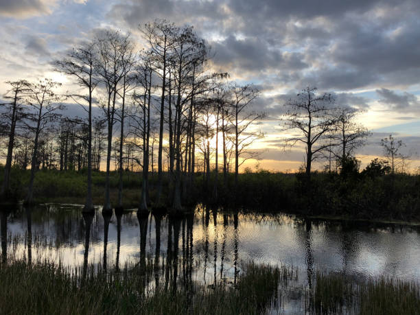 istock sunset in the swamp 924710302