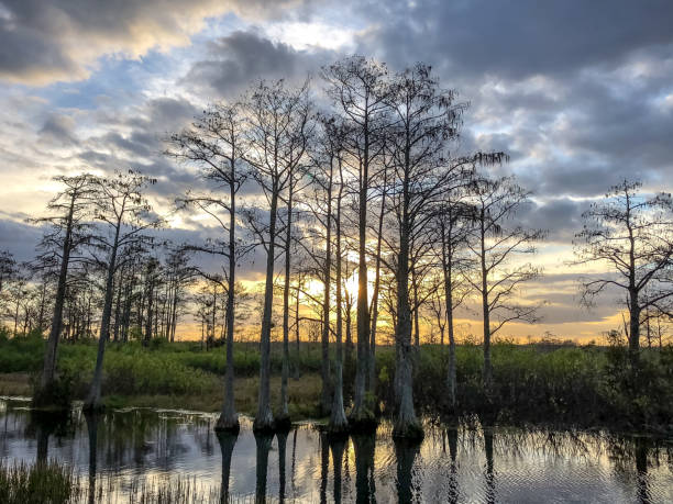 istock sunset in the swamp 924710658