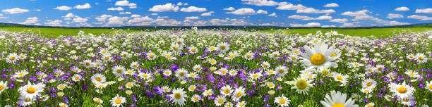 wiosenna panorama krajobrazu z kwitnącymi kwiatami na łące - wildflower lush foliage outdoors campanula zdjęcia i obrazy z banku zdjęć