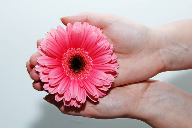 istock Bud of pink gerbera in female hands on a white background 924714012