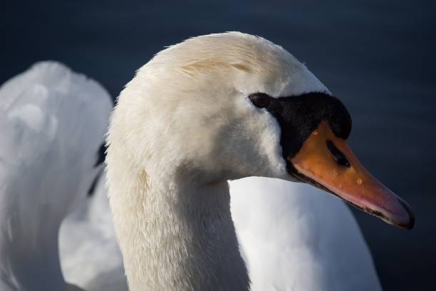 istock head of swan 924715344