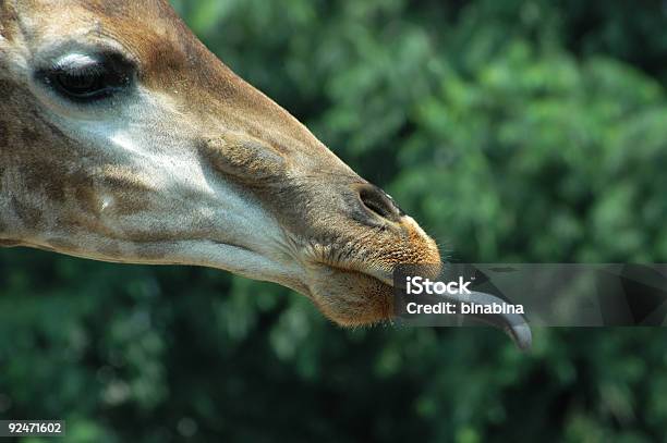 빠른 메롱 기린과 0명에 대한 스톡 사진 및 기타 이미지 - 0명, 갈색, 공원
