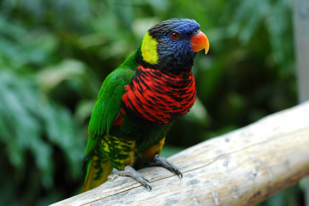 istock rainbow lorileet, Trichoglossus haematodus 92471983