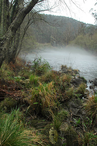 River of the forest River that crosses a natural reserve, situated in the north of Spain. In the Winter, a fog mantle is formed over the water. mickey mantle stock pictures, royalty-free photos & images