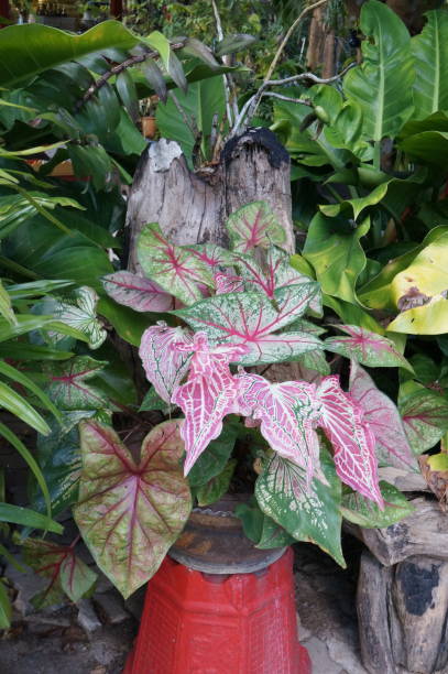 istock Closeup of beautiful Caladium leaves 924720712