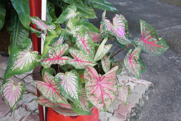 istock Closeup of beautiful Caladium leaves 924720744
