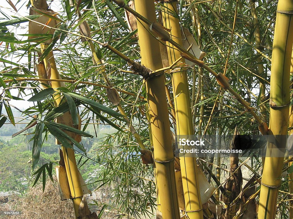 Golden Bamboo 、タイ - まぶしいのロイヤリティフリーストックフォト