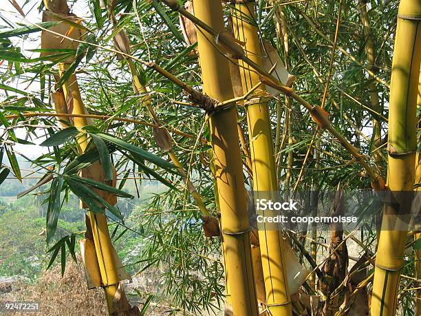 Golden Bamboo タイ - まぶしいのストックフォトや画像を多数ご用意 - まぶしい, アジア大陸, カラー画像