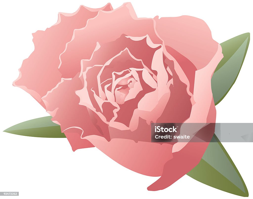 Vettore rosa - Illustrazione stock royalty-free di Aiuola