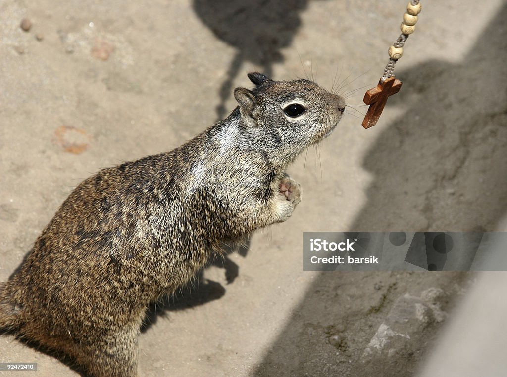 Prier Écureuil terrestre - Photo de Animaux à l'état sauvage libre de droits