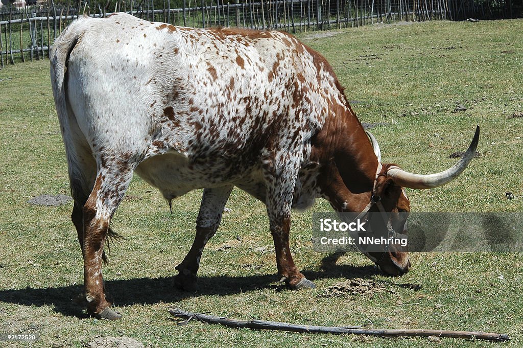 Ein longhorn Kuh im Feld, auch bekannt als Bos Taurus. - Lizenzfrei Bulle - Männliches Tier Stock-Foto