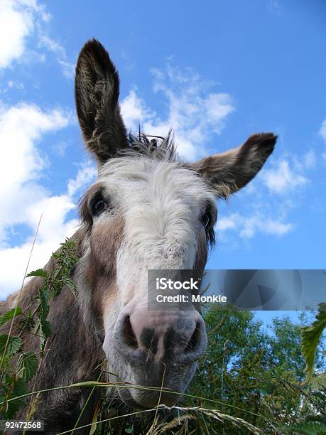 Foto de Burro e mais fotos de stock de Burro - Burro, Cavalo - Família do cavalo, Cheirar