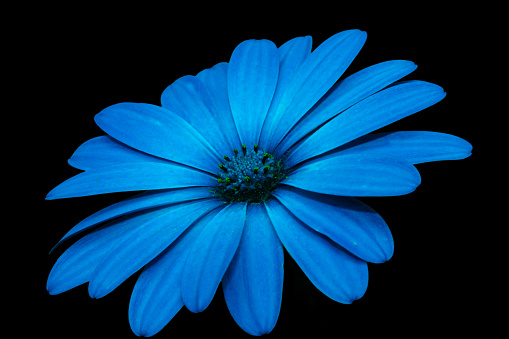 Blue Flower In Black Background Stock Photo - Download Image Now - Beauty,  Black Color, Blossom - iStock