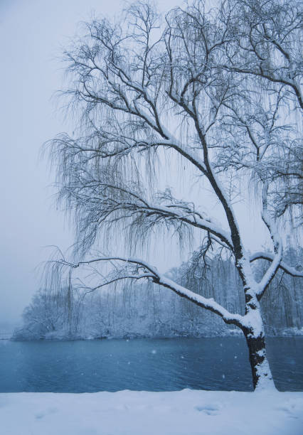 istock The snow landscape by the lake 924728448
