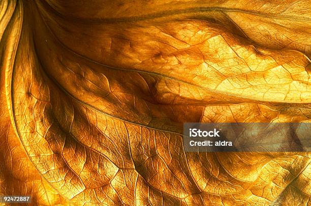 Gold Leaf Stock Photo - Download Image Now - Color Image, Dark, Dry