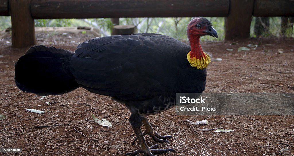 funny old scrub turkey Ancient Stock Photo