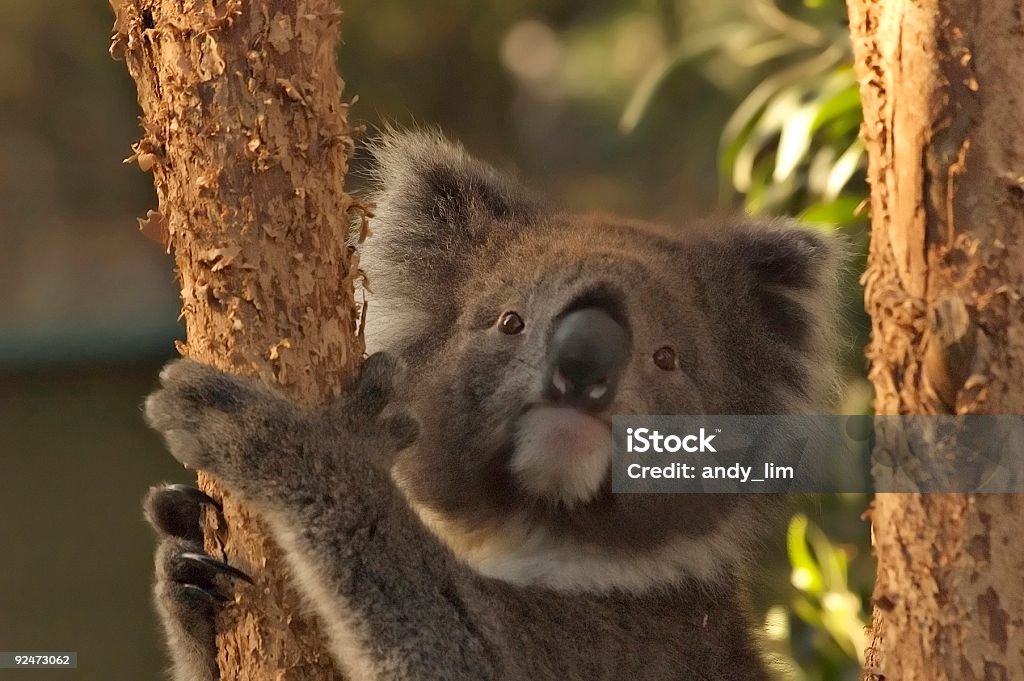 Oso Koala - Foto de stock de Aire libre libre de derechos