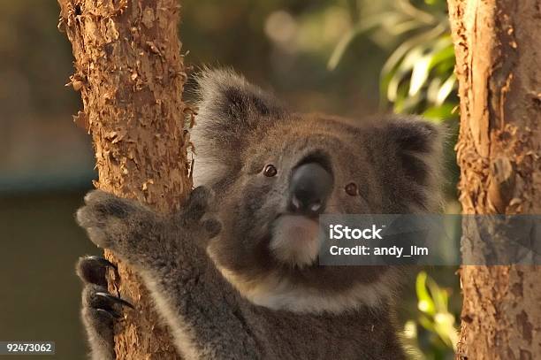Oso Koala Foto de stock y más banco de imágenes de Aire libre - Aire libre, Alimento, Color - Tipo de imagen