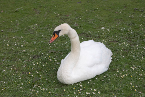 White swan lying on green grass meadow