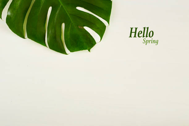 istock Monstera green leaves frame with copy space place. Summer concept 924732338