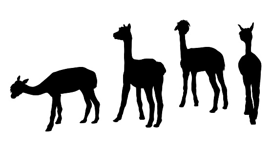 Silhouettes of Llamas