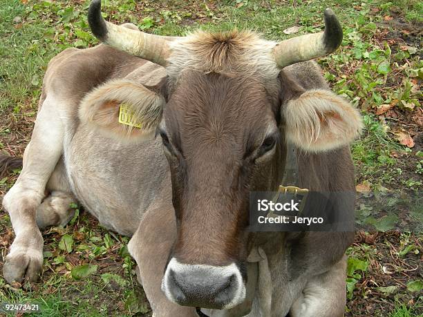 Vaca 02 Foto de stock y más banco de imágenes de Agricultura - Agricultura, Alfombrilla, Alimento