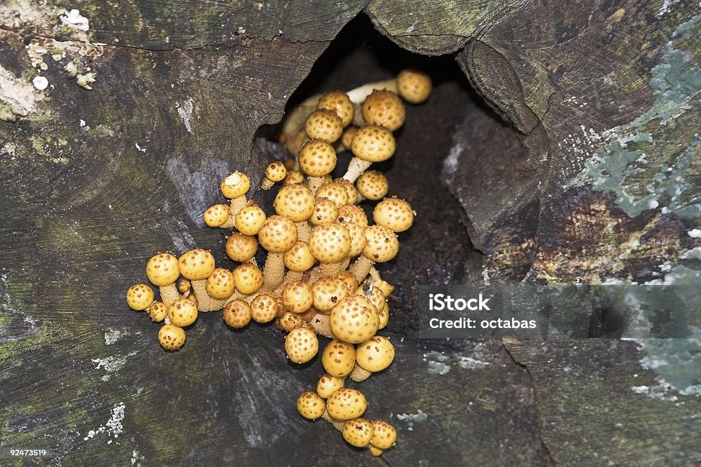 マッシュルーム/菌類成長の木 - うどん粉菌のロイヤリティフリーストックフォト