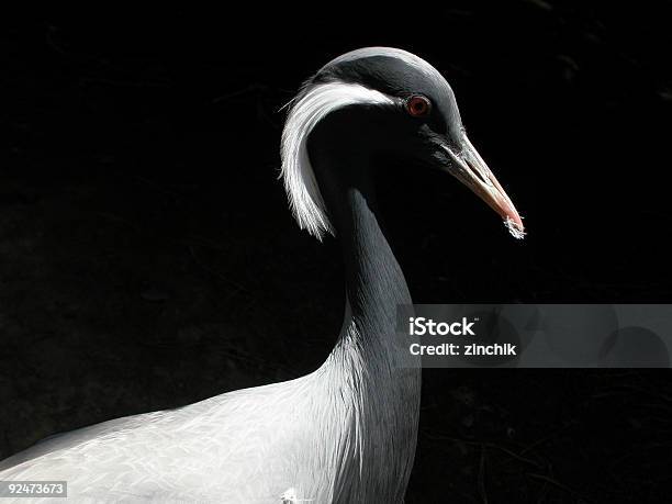 Photo libre de droit de Grue Demoiselle banque d'images et plus d'images libres de droit de Animaux à l'état sauvage - Animaux à l'état sauvage, Arthropode, Bec