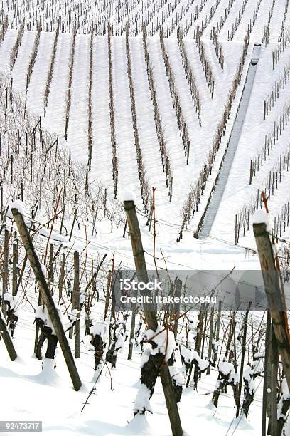 Motivo Nella Neve Coperto Vigneti - Fotografie stock e altre immagini di Ambientazione esterna - Ambientazione esterna, Azienda vinicola, Azienda vinicola