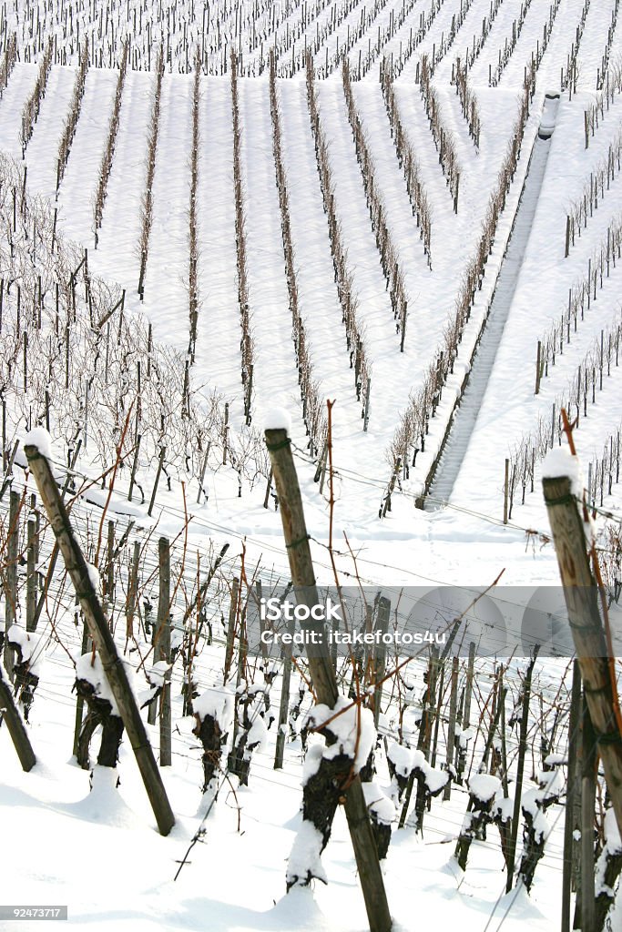 Wzór w śniegu objętych winnic - Zbiór zdjęć royalty-free (Bez ludzi)