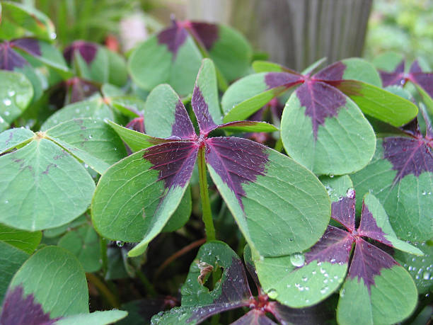 Varigated Shamrock - Photo