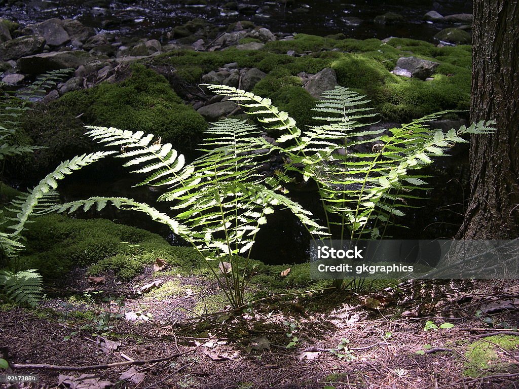 Fern lits jumeaux - Photo de Bois libre de droits