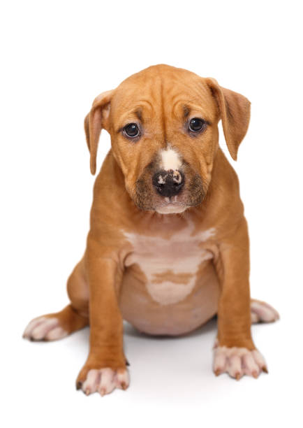 istock Puppy Staffordshire Terrier 924740332