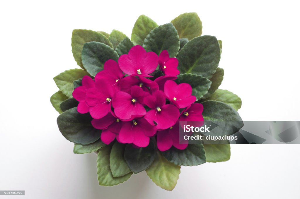 Pink saintpaulia african violet flower. Symbol of unaffectedness and faithfulness. Pink saintpaulia african violet flower from above. Symbol of unaffectedness and faithfulness. African Violet Stock Photo