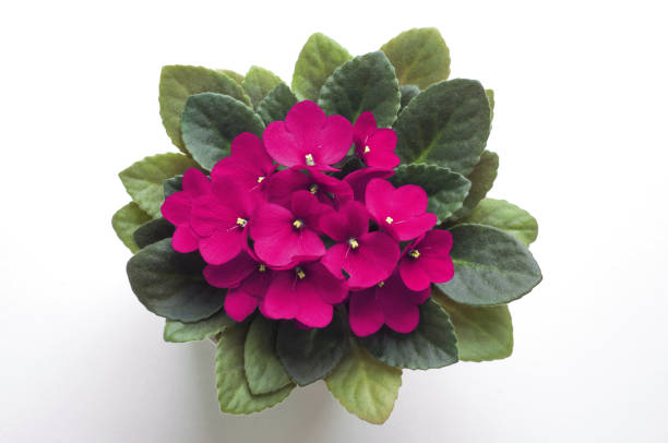 Pink saintpaulia african violet flower. Symbol of unaffectedness and faithfulness. stock photo